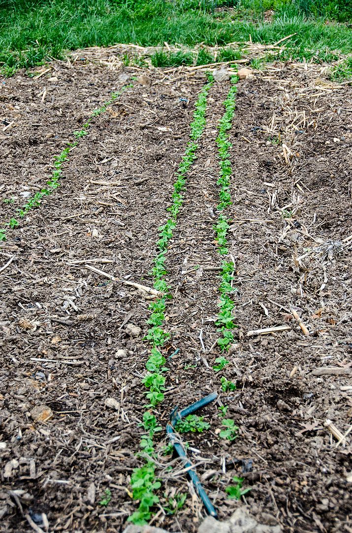 How Do I Keep Grass Out Of My Garden!?! Garden Tractor Forums